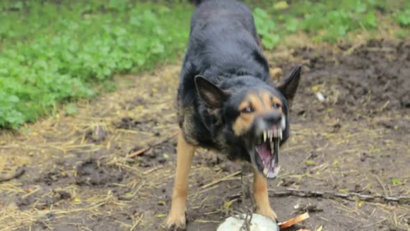 Evil Dog Eats Barking Enraged Shepherd Dog