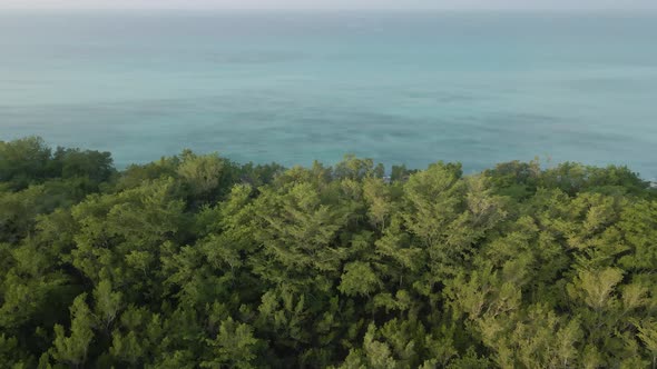 Green Jungle By The Ocean