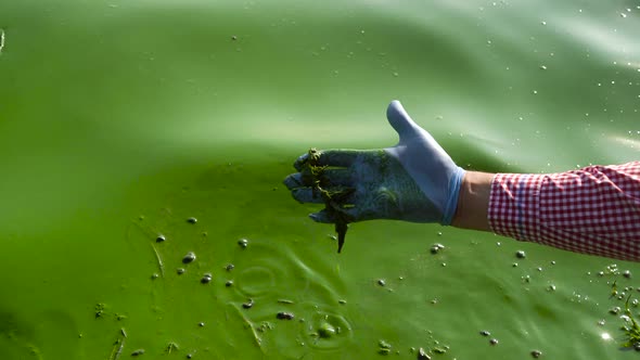 closeup of hand in protective glove scoops river water infected with green algae