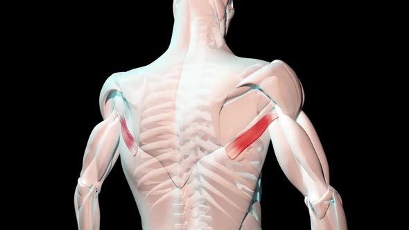 Teres Major Muscles Anatomical Position On Human Body