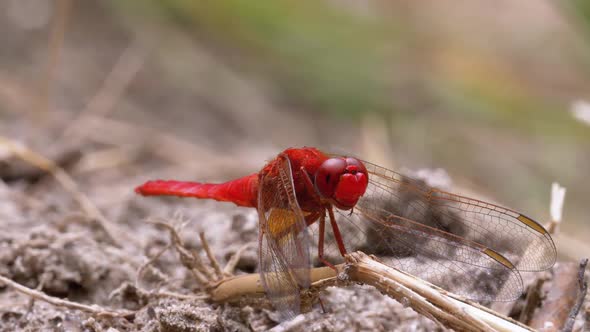 Red Dragonfly Close-up. Dragonfly Sitting on the Sand at a Branch of the River.