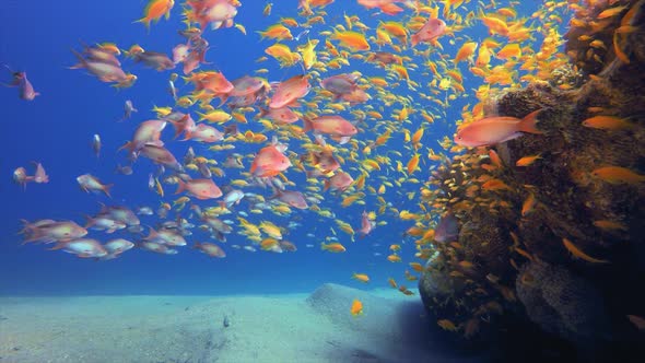 Blue background with School of Fishes