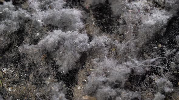 Dangerous Domestic Dust Closeup View From Vacuum Cleaner Source of Bacteria and Allergens