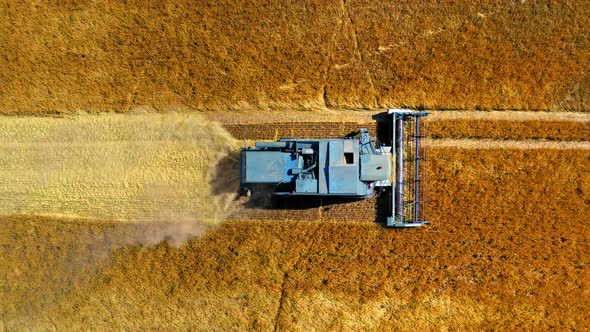 Top down view of blue harvester working on golden field