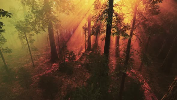 Morning Fog in the Giant Sequoias Forest