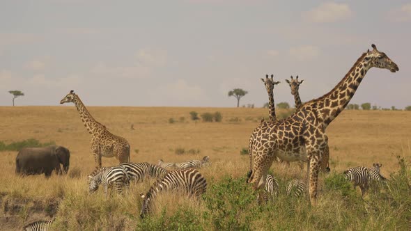 Elephant with calf passing by zebras and giraffes