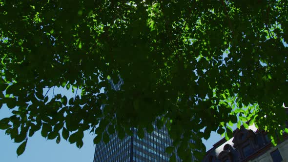 Skyscraper seen behind green branches