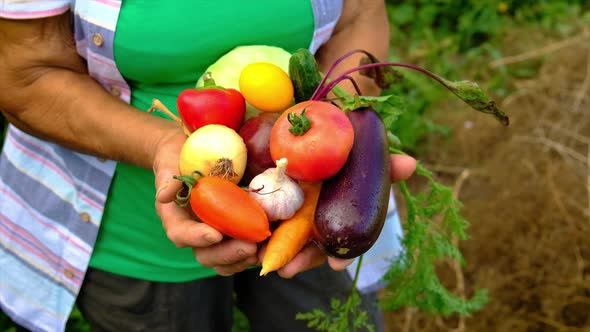 Grandmother Holds Vegetables in Her Hands with Harvest