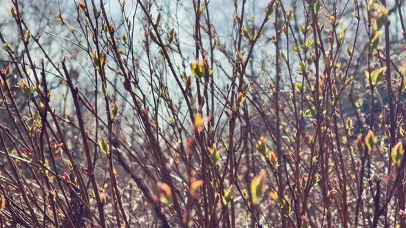 Branches of a Trees Start Blossoming in Park in the Sunny Weather Small Green Leaflets on Branches