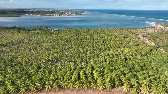 Coconut trees plantation near Gunga Beach at Maceio Alagoas Brazil.