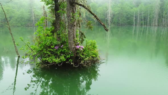 Magical Morning Misty Lake with Fog at Summer Beautiful Swamp Aerial Nature Landscape