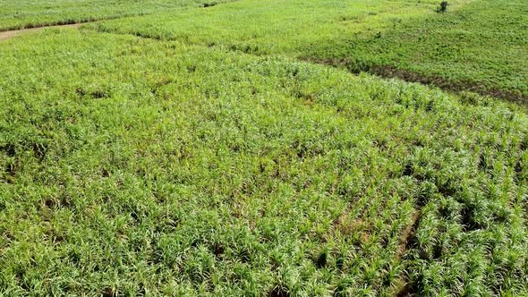 Cassava And Sugarcane Fields