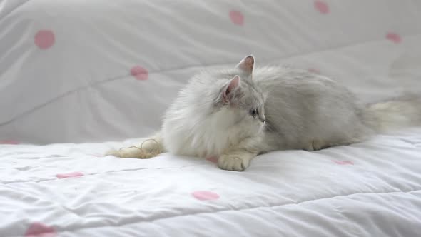 Cute Persian Cat Lying On A Bed