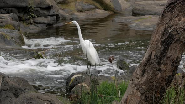 White Australian Egret standing on rocks  in a fasting river water. Hunting for fish, extending its