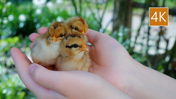 Little Chickens in Hands
