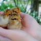 Little Chickens in Hands - VideoHive Item for Sale