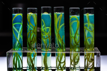 Photo bioreactor laboratory, green algae biofuel industry, fuel plant treatment research industrial / Photodune, Misc
