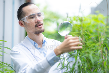 scientist checking organic cannabis hemp plants in weed greenhouse, alternative legalization herbal / Photodune, Misc