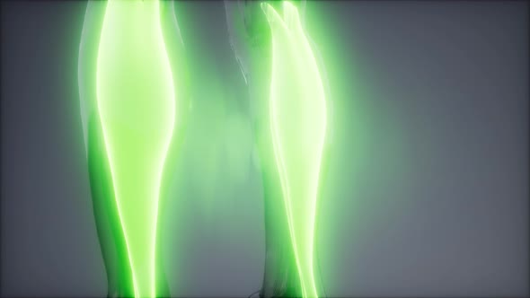 Gastrocnemius- Visible Muscle Anatomy Map alt