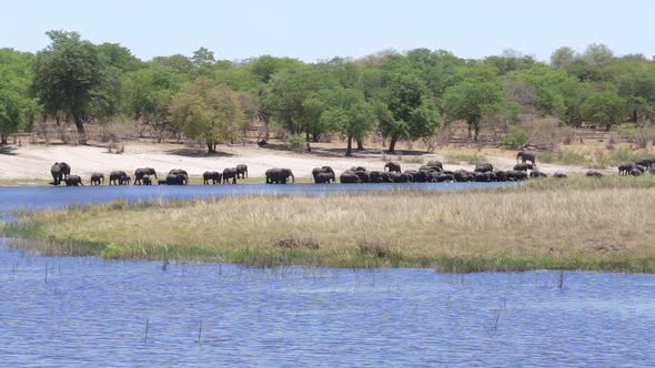 herd of African elephants drinking from river