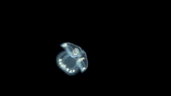 Larva of the Worm Heteronemertea at Pilidium Stage Under a Microscope