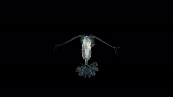 Beautiful crustacean Family Paracalanidae under a microscope, Calanoida order