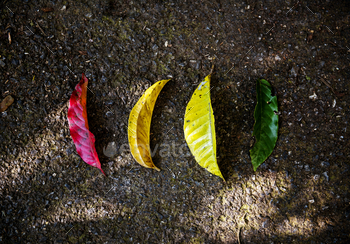 Colorful leaves on the ground in nature aerial view / Photodune, Misc