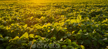 Closeup of green plants of soybean on field / Photodune, Misc