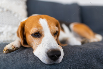 Adult male beagle dog resting in garden furniture. Shallow depth of field / Photodune, Misc