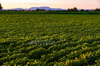 Closeup of green plants of soybean on field / Photodune, Misc