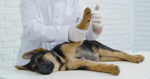 Veterinarian Checking Dog for Broken Paw on White Table