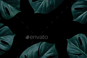 Jungle minimal layout magic monstera leaves in the rainforest as a creative pattern and copy space / Photodune, Misc