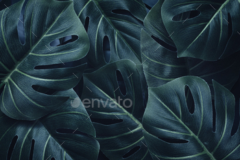 Dramatic contemporary palm event and monstera leaf pattern. Flat lay. Nature concept. / Photodune, Misc
