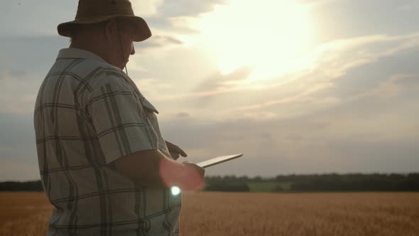 Senior Farmer in a Wheat Field Using Modern Technologies in Agriculture at Sunset. Smart Farming