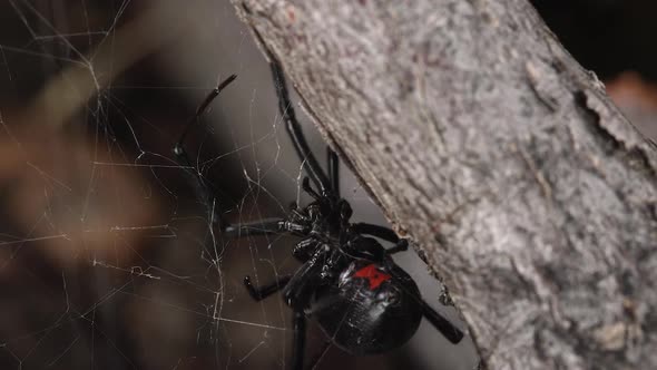 Macro view of Black Widow Spider fixing its web