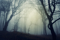 Dark Halloween forest background with fog and twisted trees - PhotoDune Item for Sale