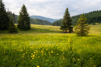 Summer mountain meadow / Photodune, Misc