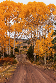 Autumn road / Photodune, Misc