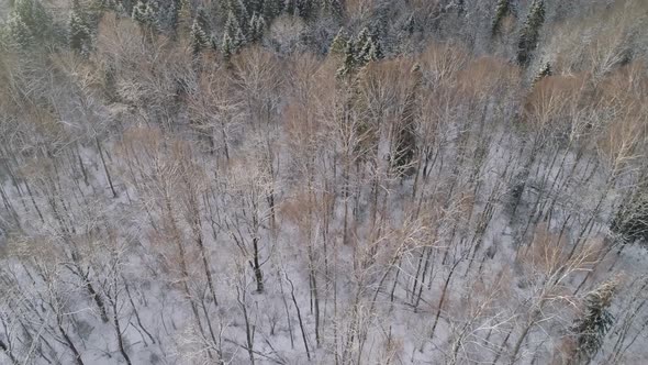 Winter Landscape Forest