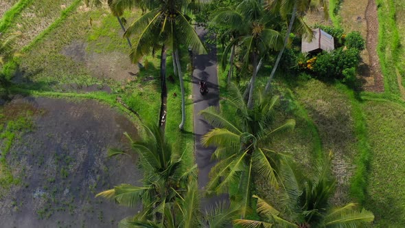 aerial top down of local driving scooter on a tropical road filled with coconut trees in Bali Indone