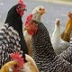 Chickens