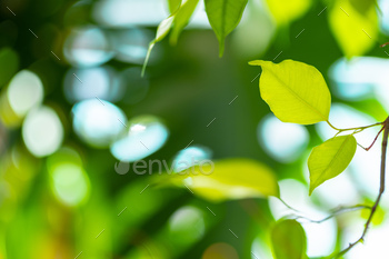 Close up of house plant branch with leaves in sunlight / Photodune, Misc