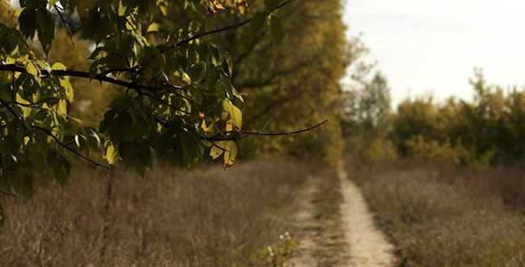 Green Leaves And Footpath 2