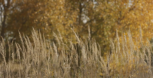 Dry Stalks And Yellow Autumn Trees