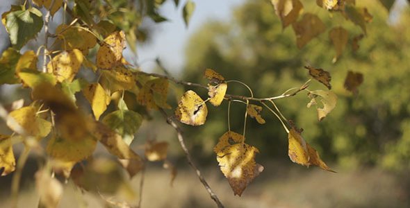 Yellow Autumn Leaves 2