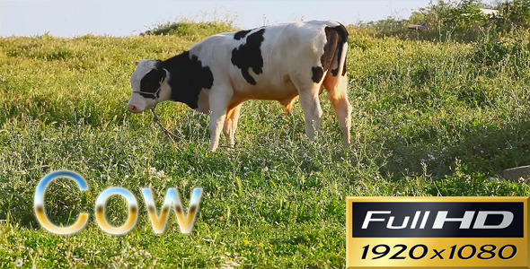 Cow HD