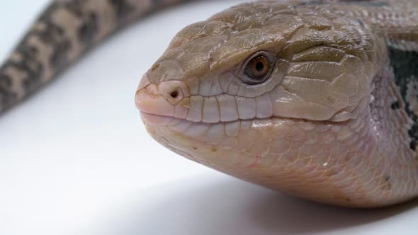 Close-up macro of a blue-tongued skink's head as he licks his lips with his blue tongue