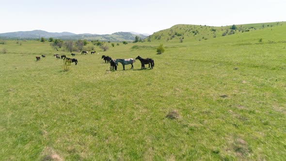 Flight Over Wild Horses Herd on Mountain Meadow. Summer Mountains Wild Nature. Freedom Ecology