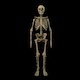 Human skeleton with separated parts - 3DOcean Item for Sale