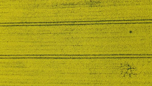 Straight tracks leading through a gigantic rapeseed field in Europe. Descending aerial top down view